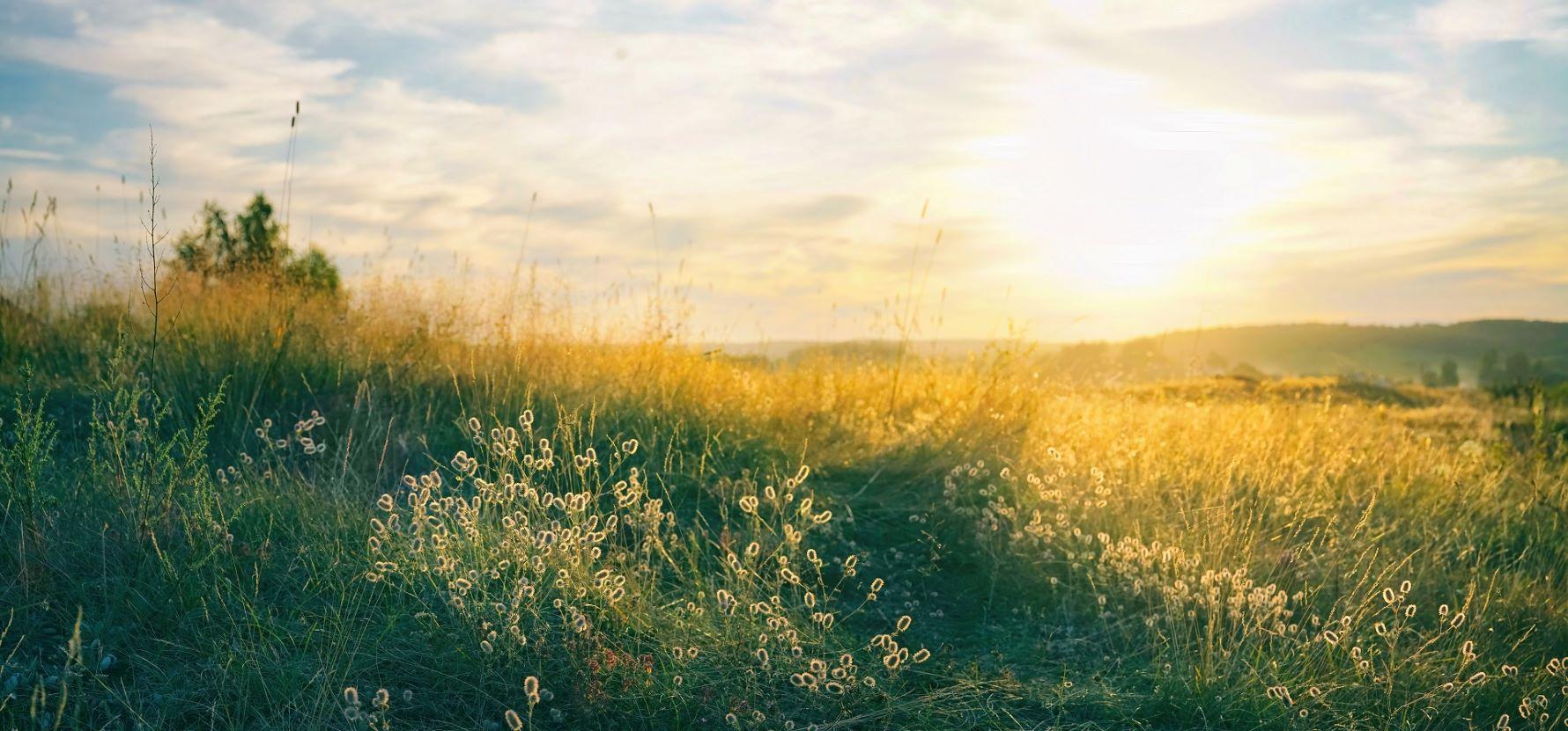 sunny-countryside